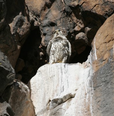 Prairie Falcon