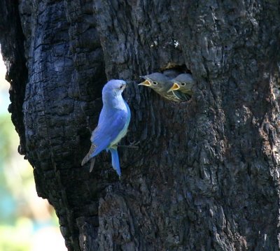 Mountain Bluebird at nest