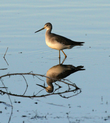 Greater Yellowlegs