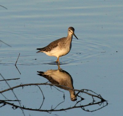 Greater Yellowlegs