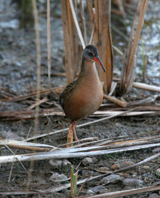 Virginia Rail