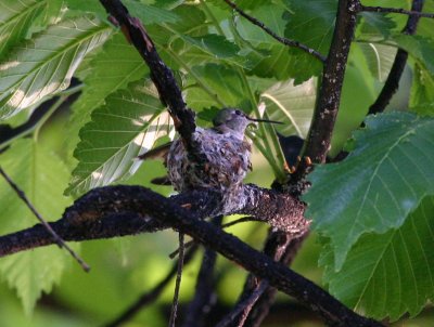 Broad-tailed Hummingbird on nest