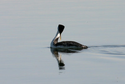 Western Grebe