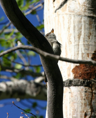 Western Wood-Pewee