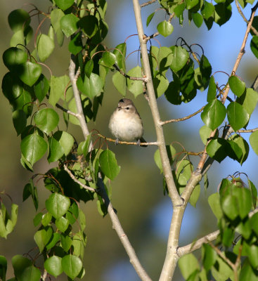 Warbling Vireo