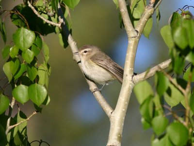 Warbling Vireo