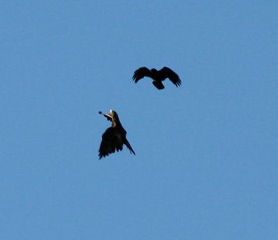 Golden Eagle and Common Raven