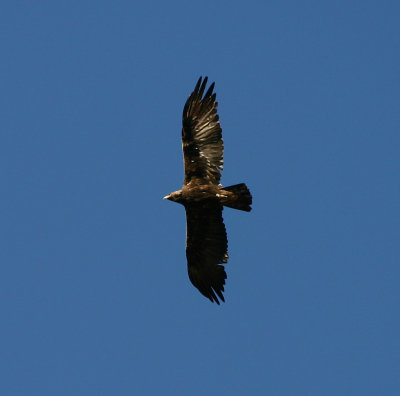 Golden Eagle