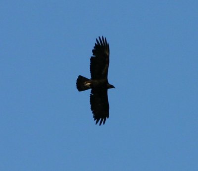Golden Eagle