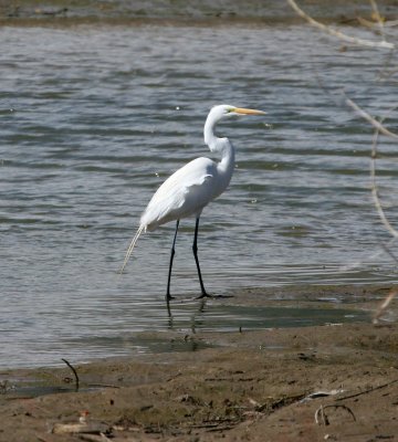 Great Egret