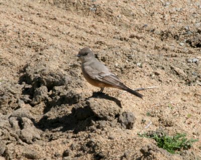 Say's Phoebe