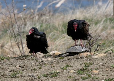 Turkey Vultures with turtle