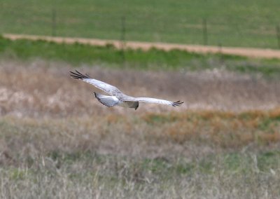 Northern Harrier