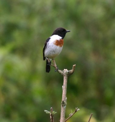 Common Stonechat