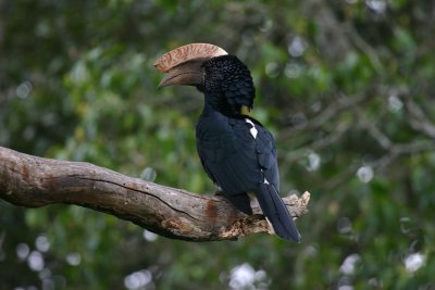 Silvery-cheeked Hornbill