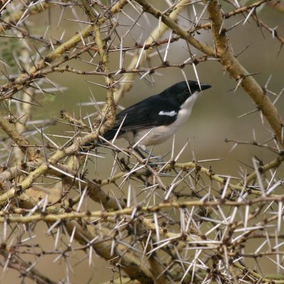 Tropical Boubou