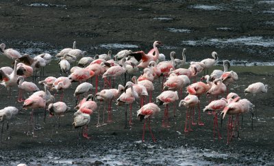 Lesser Flamingo