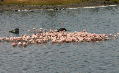 Greater and Lesser Flamingo