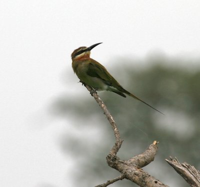 Madagascar Bee-eater