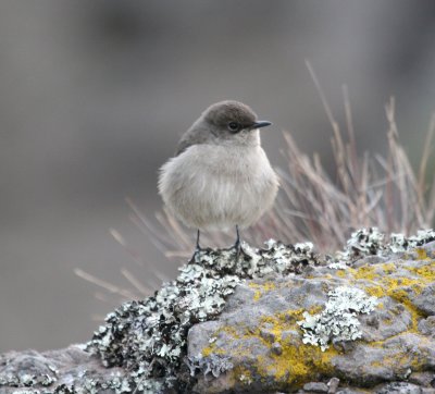 Alpine Chat