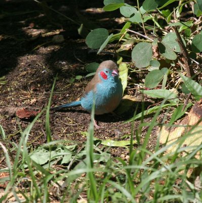 Red-cheeked Cordonbleu