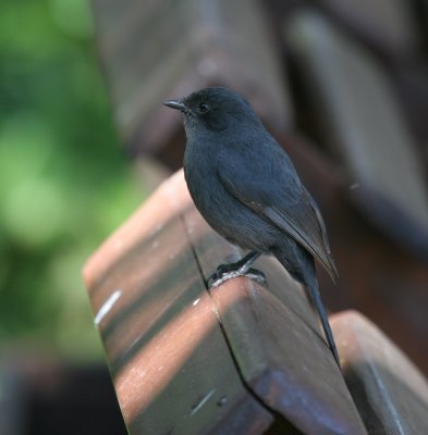 Black Flycatcher (Northern or Southern?)