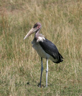 Marabou Stork