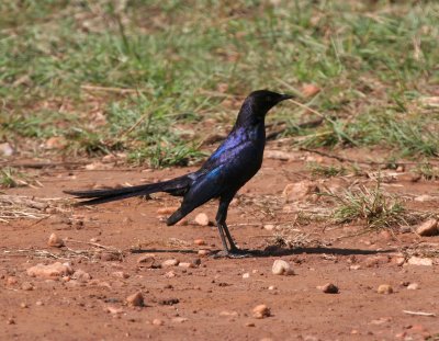 Ruppell's Long-tailed Starling