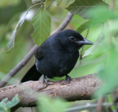 Black Flycatcher (Southern?)