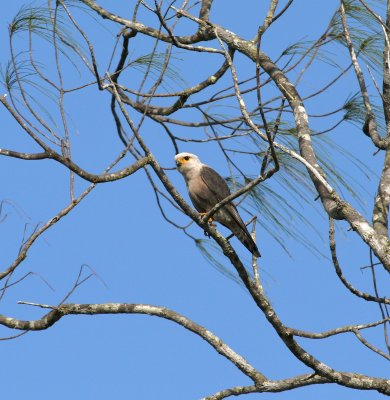 Dickinson's Kestrel