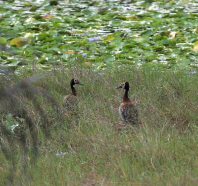 White-faced Whistling Duck