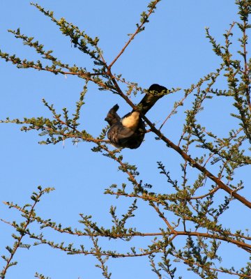 White-bellied Go-away-bird