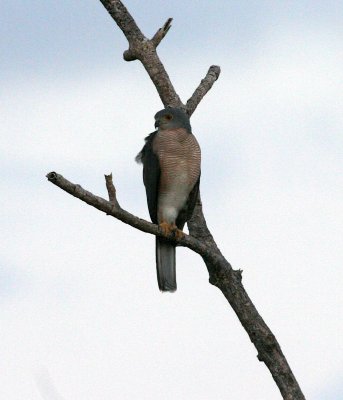 African Birds
