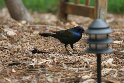 Common Grackle