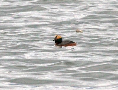 Horned Grebe