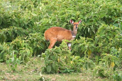 Bushbuck