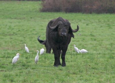 African Buffalo