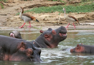 Hippopotamus