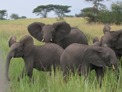 African Elephants