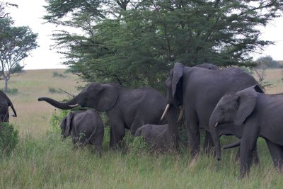 African Elephants