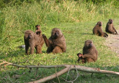 Olive Baboons