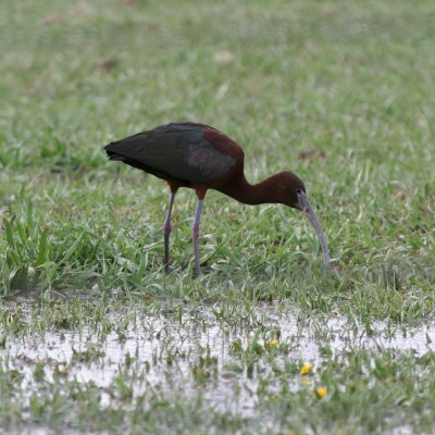 White-faced x Glossy Ibis hybrid