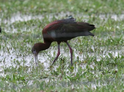 White-faced x Glossy Ibis hybrid