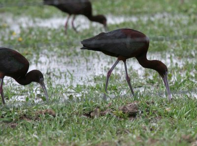 White-faced x Glossy Ibis hybrid