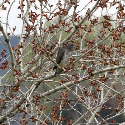 Broad-winged Hawk