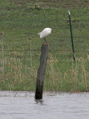 Snowy Egret