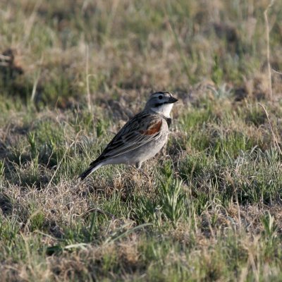 McCown's Longspur