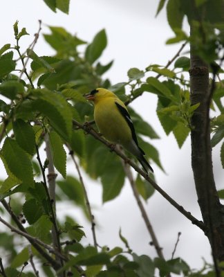 American Goldfinch