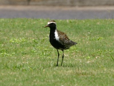 Pacific Golden-Plover