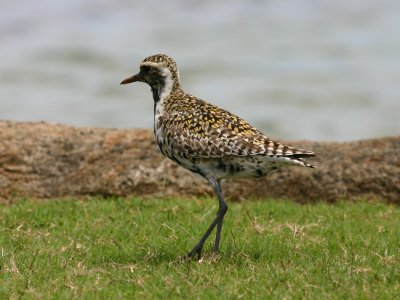 Pacific Golden-Plover for Comparison